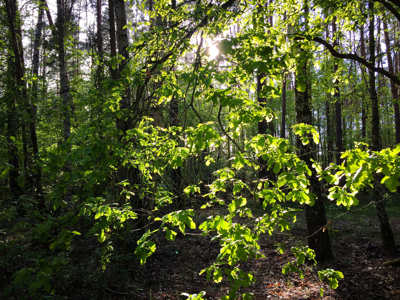 Sonnenlicht fällt durch grüne Blätter im Wald